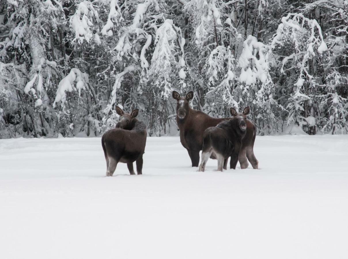 Вилла Torpet I Sjoe Nyland  Экстерьер фото